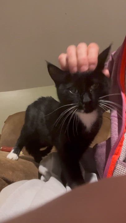 Enlarge Shirley (laverne and Shirley), a ADOPTABLE Tuxedo in Newark valley, NY video 3/6