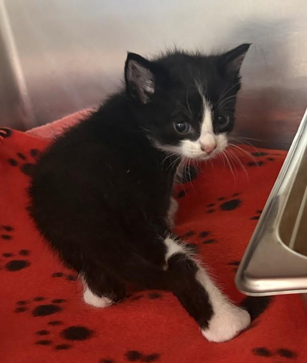 Dracula, Adoptable, Kitten Male Domestic Short Hair.