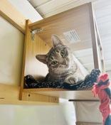 Dot, Adopted, Adult Female Domestic Short Hair.