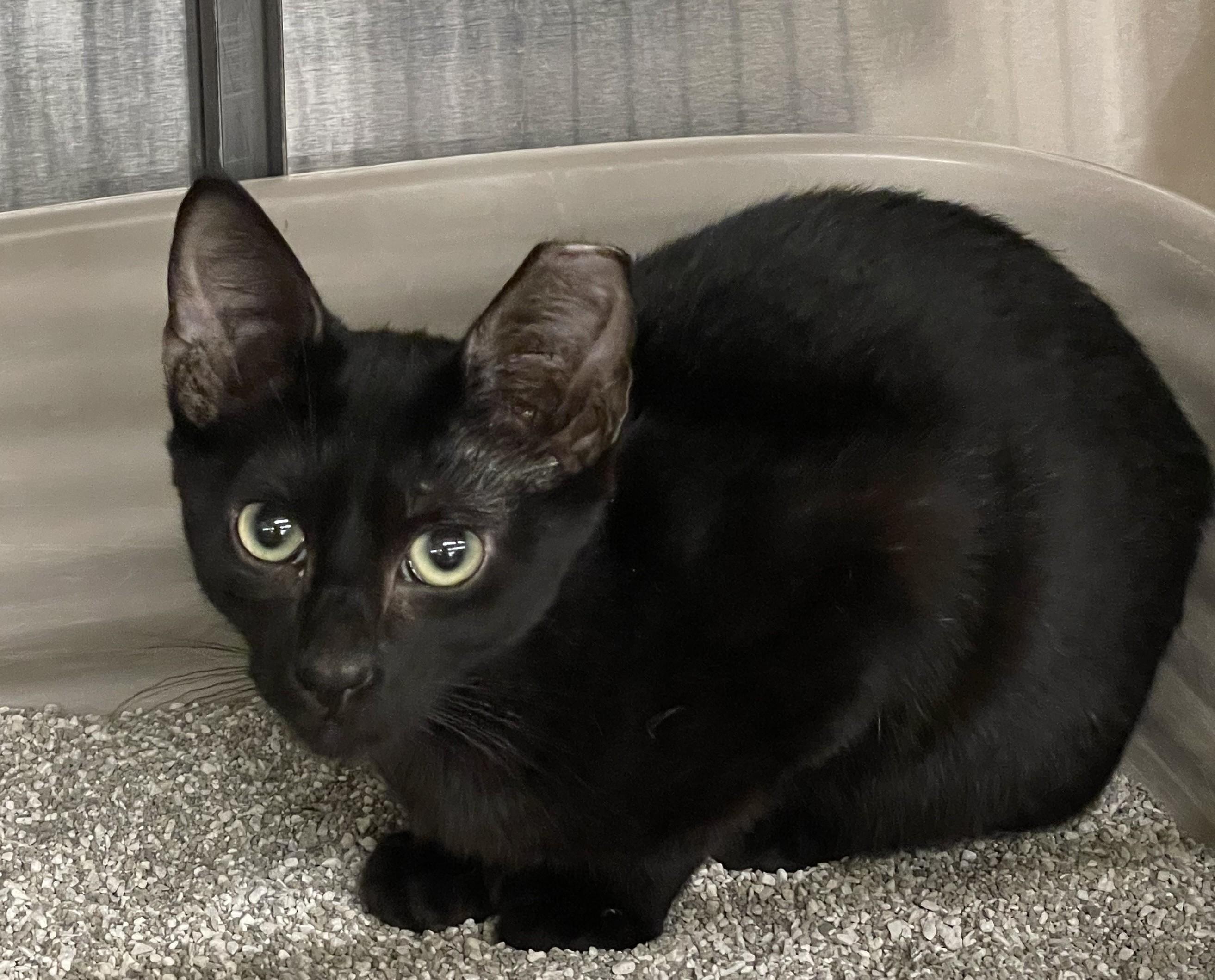 Curtis, a Adoptable Domestic Short Hair in Columbia, SC image 1/2