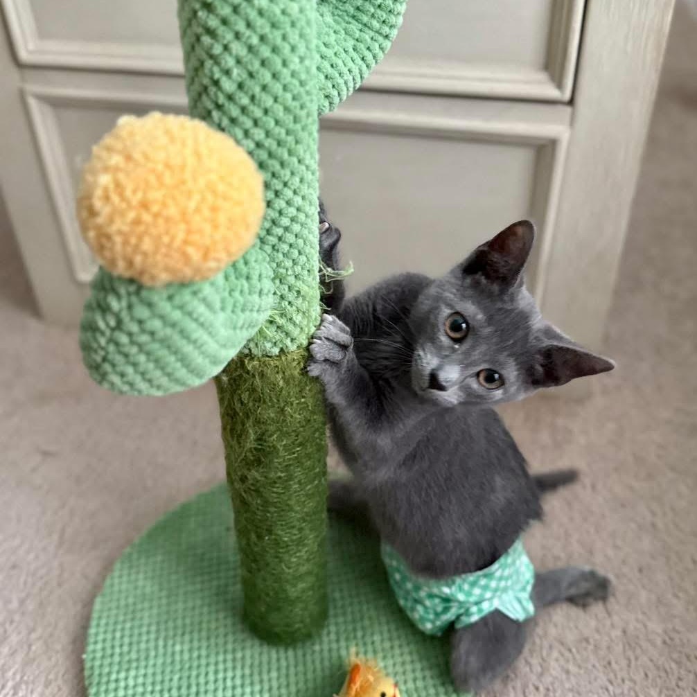 Swiftfoot, adopted, Young Male Domestic Short Hair.