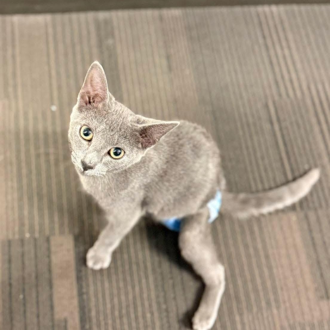 Enlarge Swiftfoot, an adopted mixed breed in Roanoke, VA image 2/5