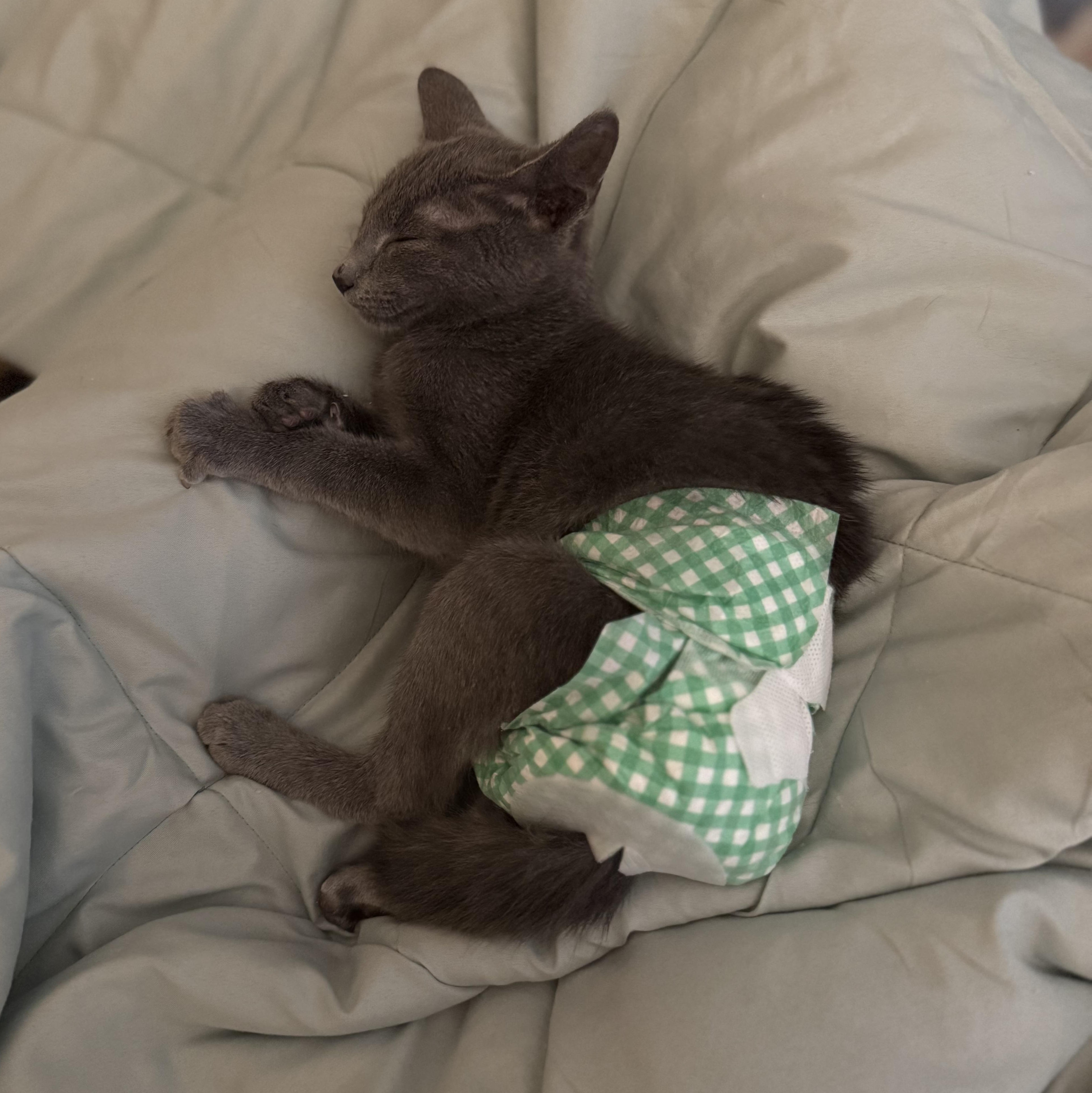 Enlarge Swiftfoot, an adopted mixed breed in Roanoke, VA image 5/5