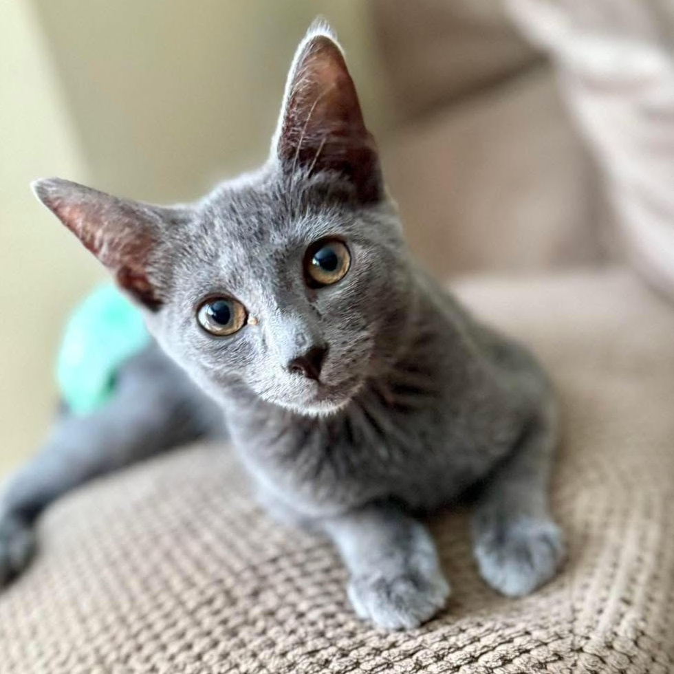Enlarge Swiftfoot, an adopted mixed breed in Roanoke, VA image 3/5