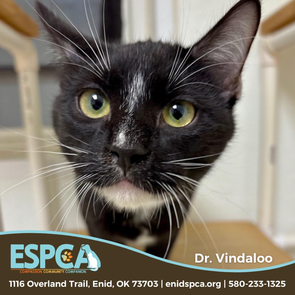Enlarge Dr. Vindaloo, a Adoptable Domestic Short Hair in Enid, OK image 1/2