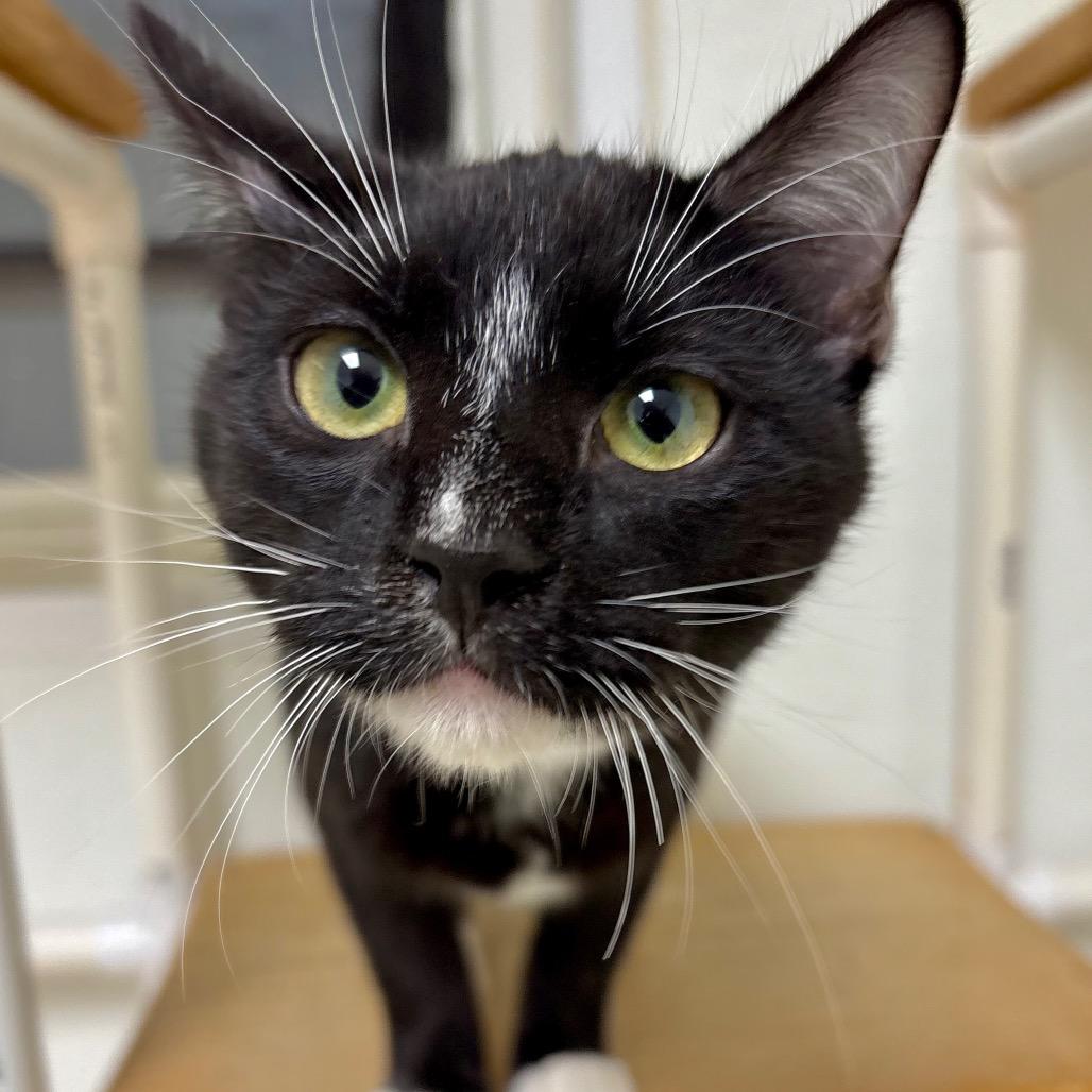 Enlarge Dr. Vindaloo, a Adoptable Domestic Short Hair in Enid, OK image 2/2