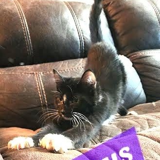 Lucus, an adoptable Domestic Short Hair in Brewster, WA, 98812 | Photo Image 1