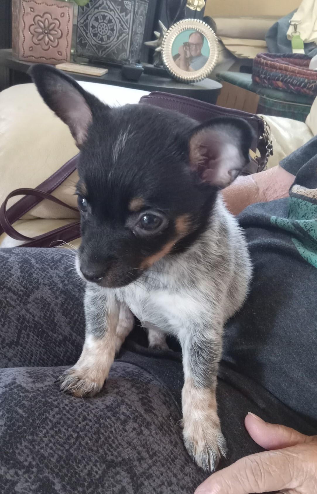 Cissy - PUPPY, adopted, Puppy Female Chihuahua & Australian Cattle Dog / Blue Heeler.