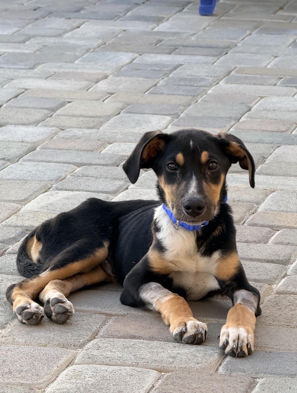 Junior, Adopted, Young Male Doberman Pinscher.