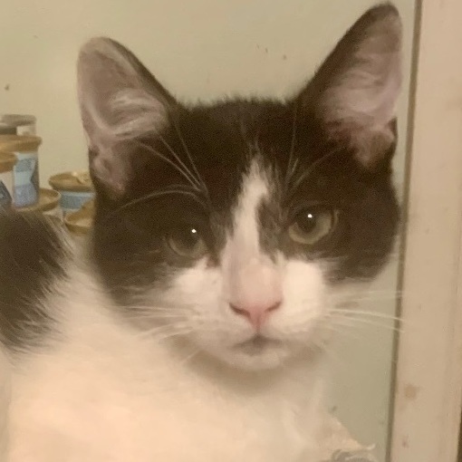 Enlarge Pan, a Adoptable mixed breed in Redondo Beach, CA image 1/6