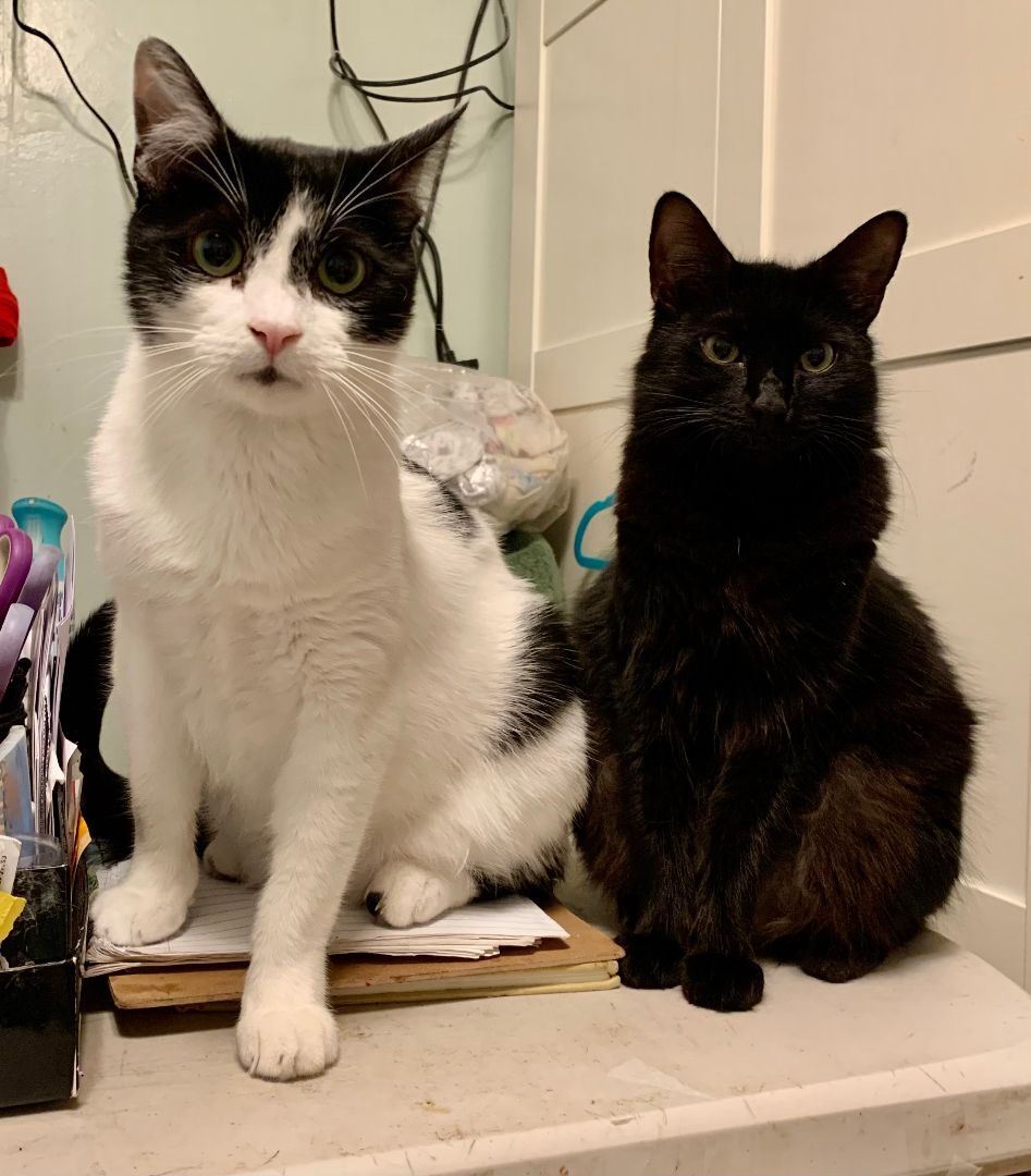 Enlarge Pan, a Adoptable mixed breed in Redondo Beach, CA image 2/6