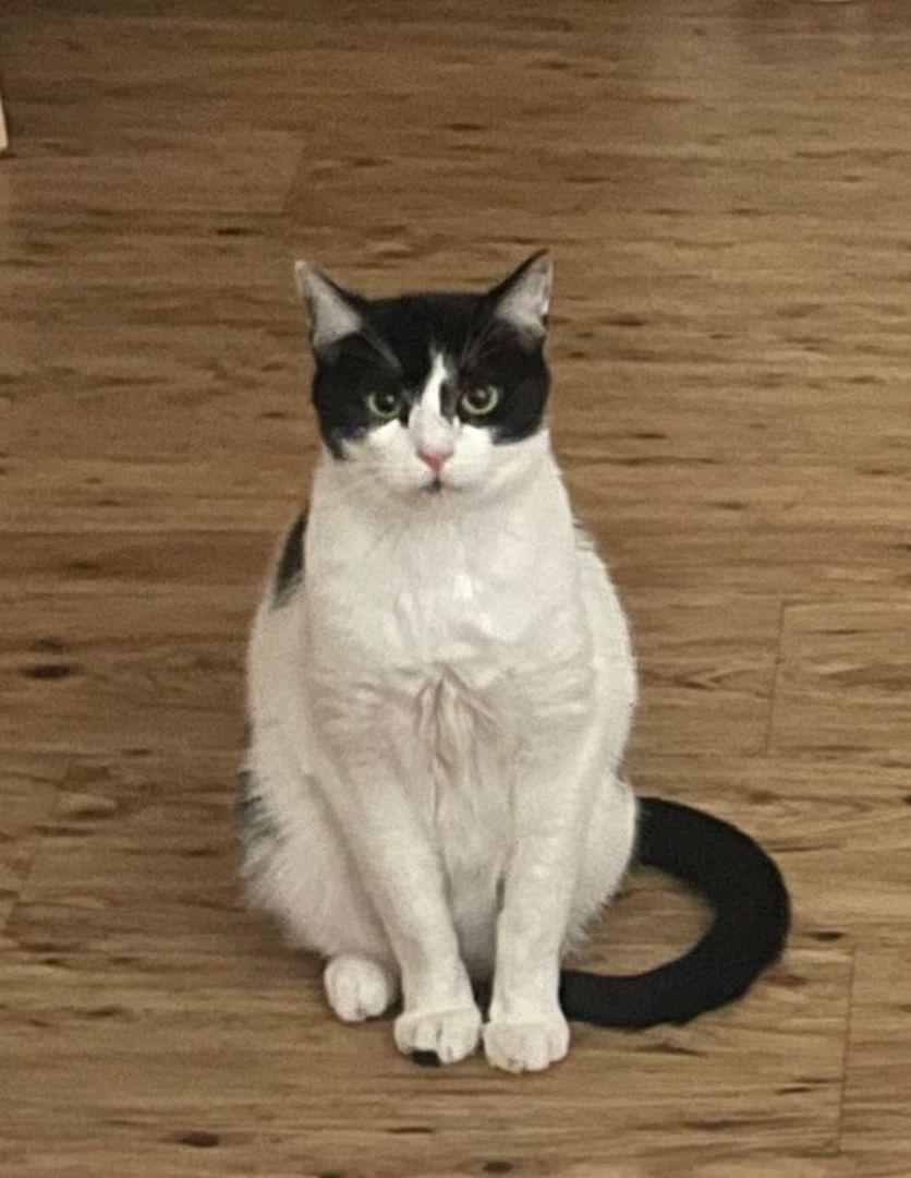 Enlarge Pan, a Adoptable mixed breed in Redondo Beach, CA image 3/6