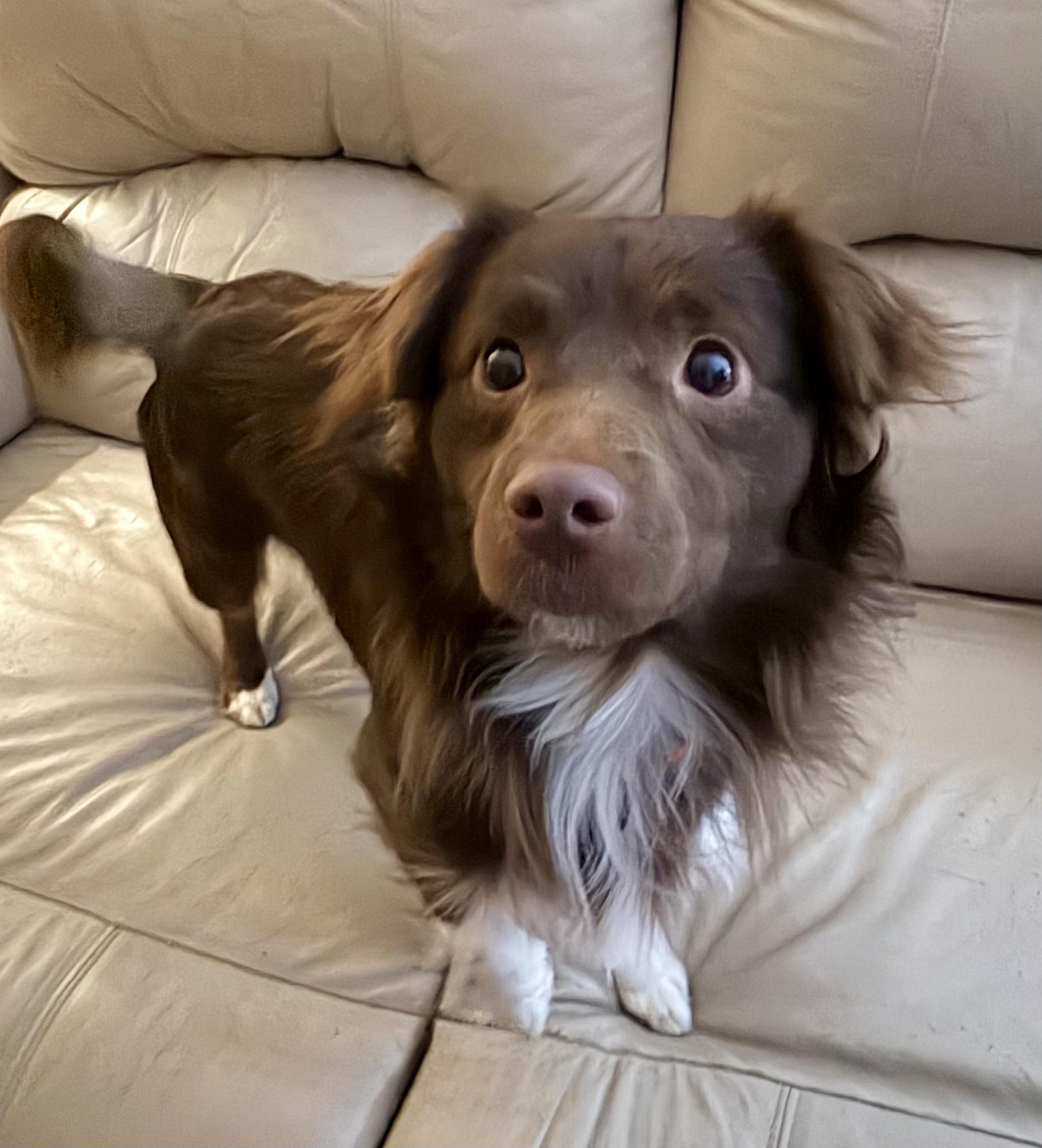 Brownie, adopted, Young Male Australian Shepherd & Mixed Breed.