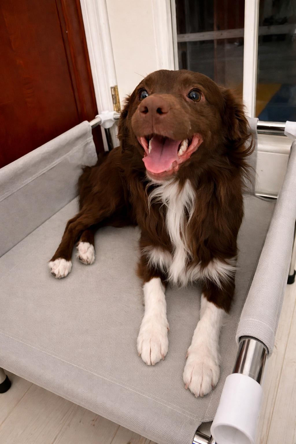 Enlarge Brownie, an adoptable mixed breed in Ooltewah, TN image 5/6