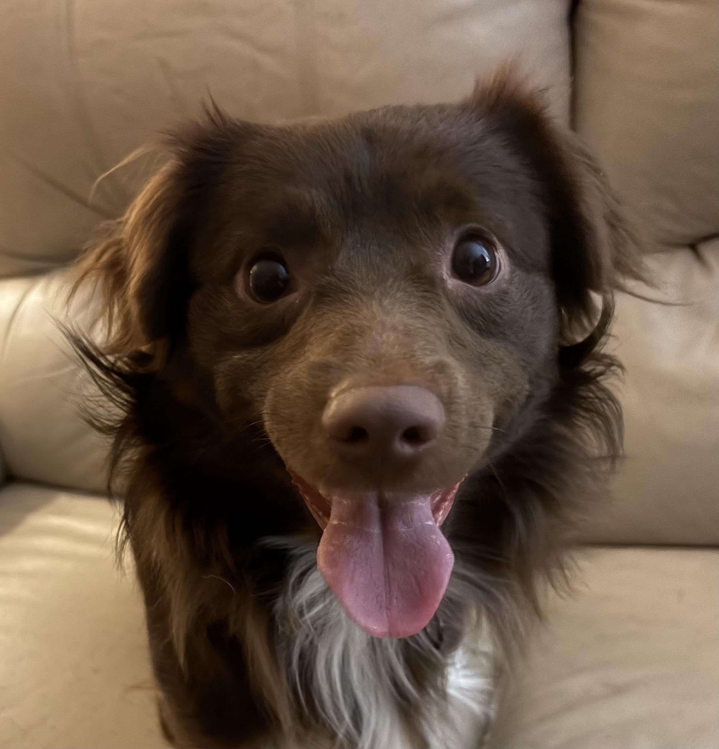 Enlarge Brownie, an adopted mixed breed in Ooltewah, TN image 2/5