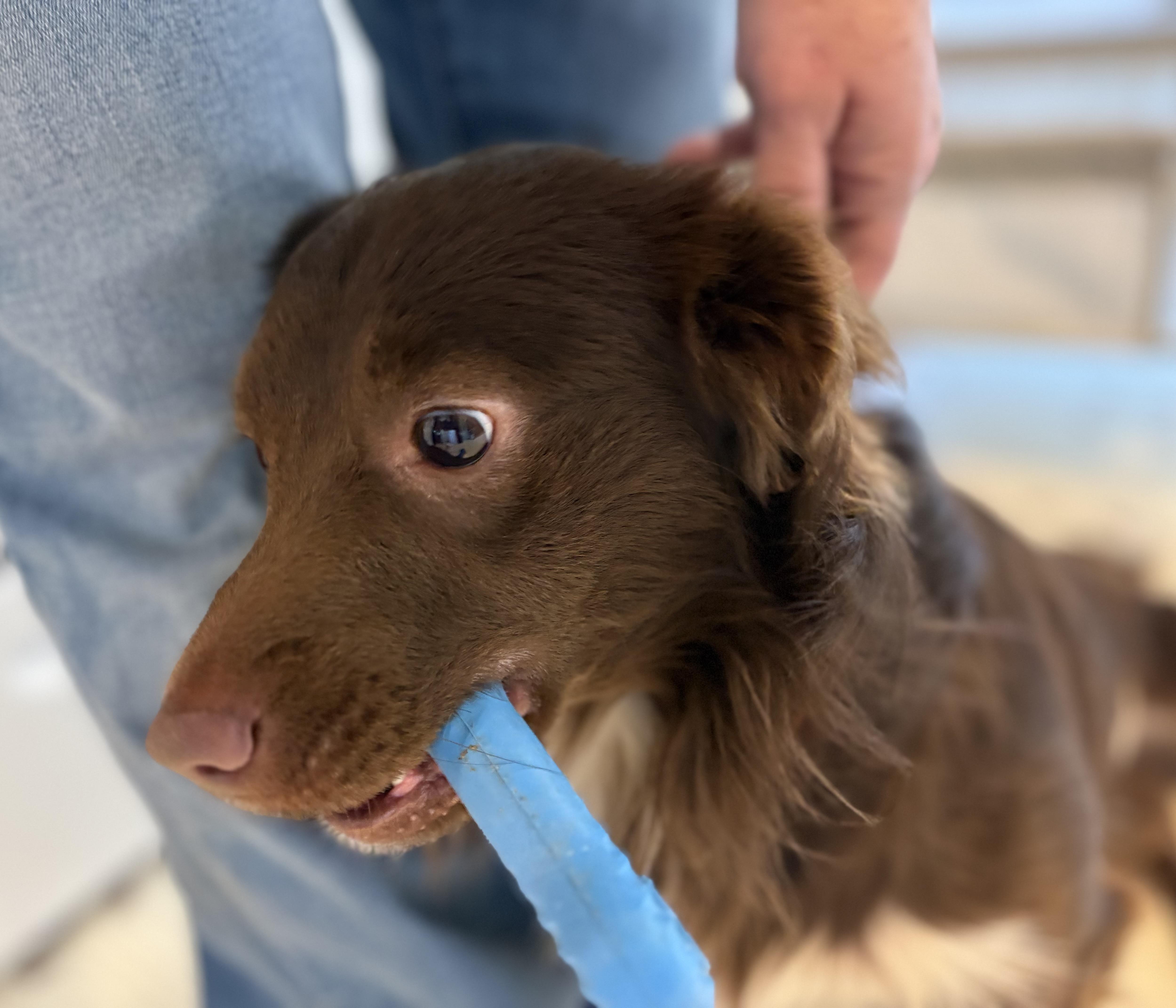 Enlarge Brownie, an adopted mixed breed in Ooltewah, TN image 3/5