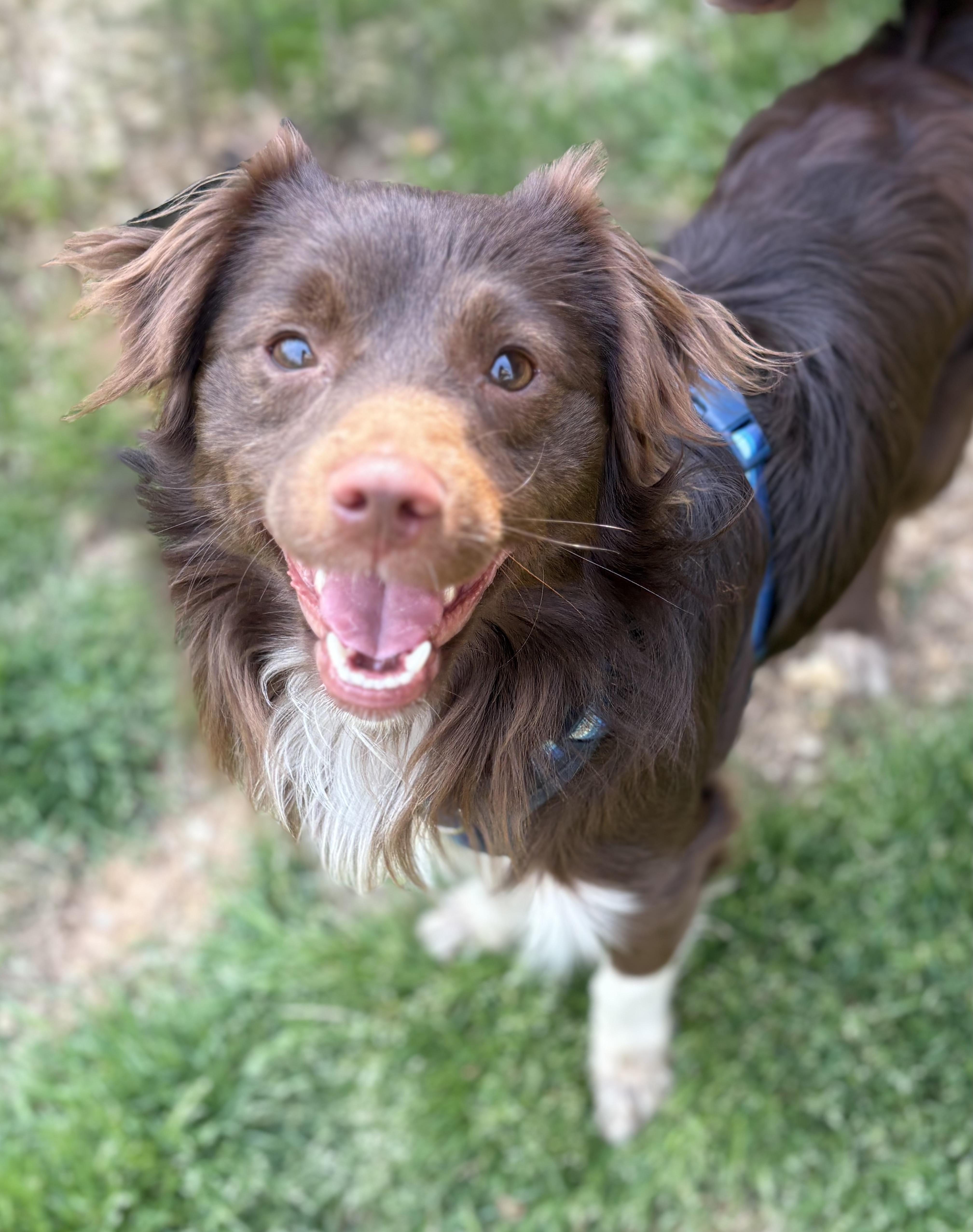 Enlarge Brownie, an adoptable mixed breed in Ooltewah, TN image 6/6