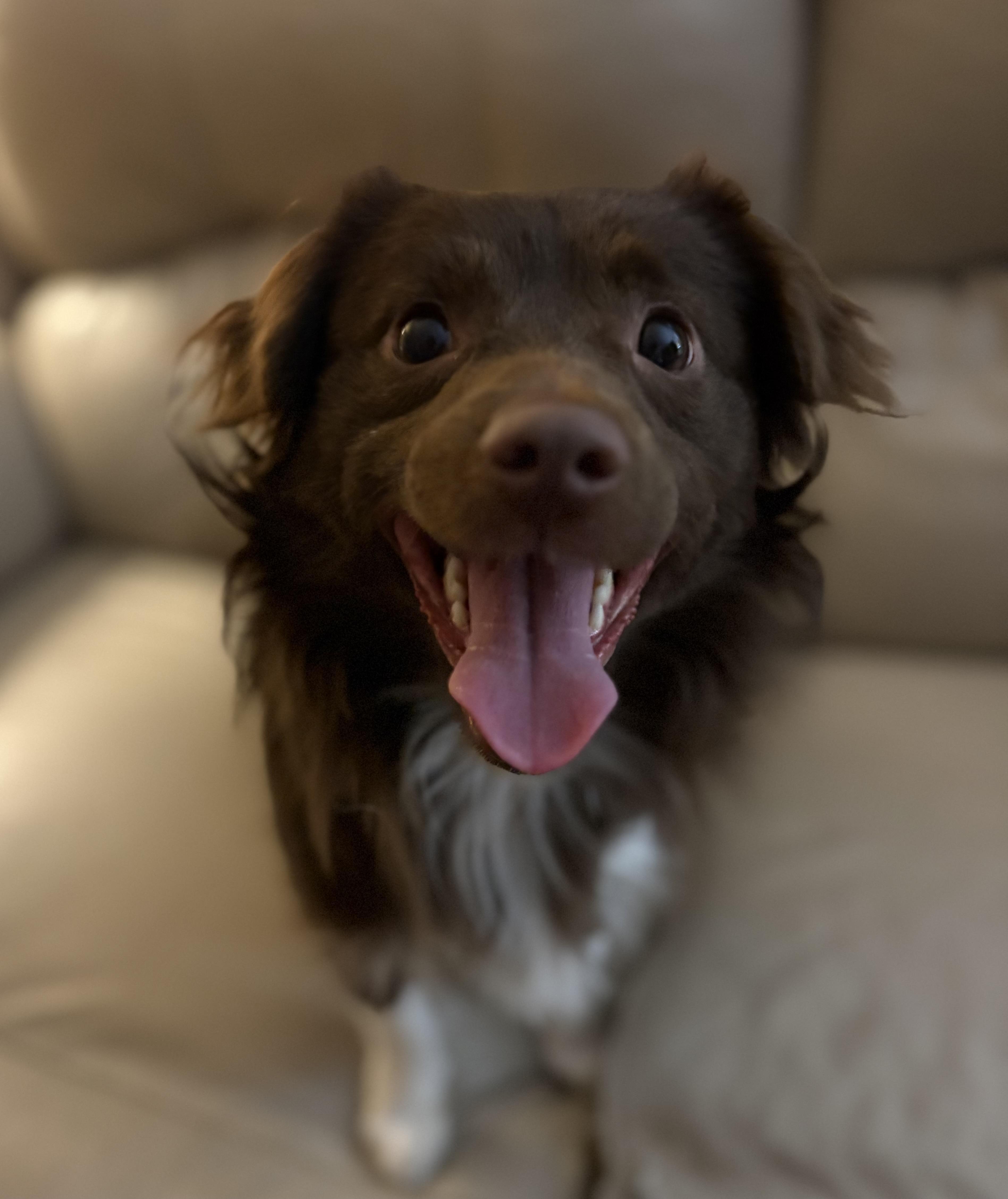 Enlarge Brownie, an adopted mixed breed in Ooltewah, TN image 4/5