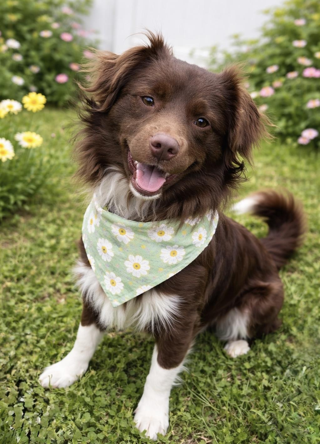 Brownie, adoptable, Young Male Australian Shepherd & Mixed Breed.