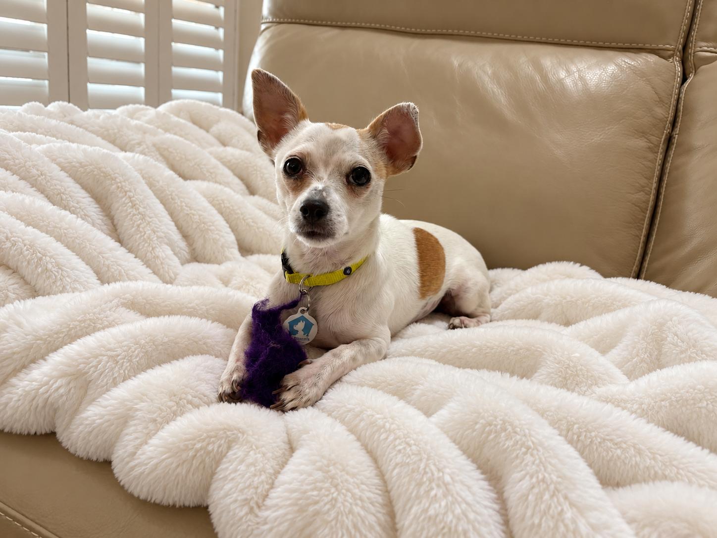 Leona, Adoptable, Young Female Chihuahua.