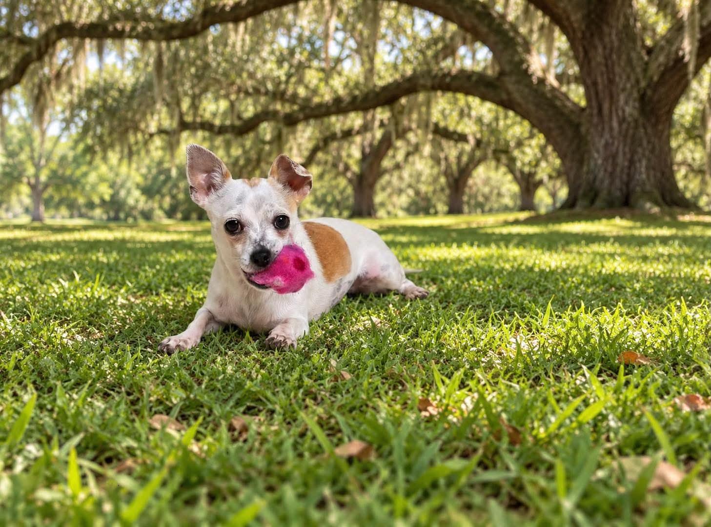 Enlarge Leona, a Adoptable Chihuahua in Osteen, FL image 2/3