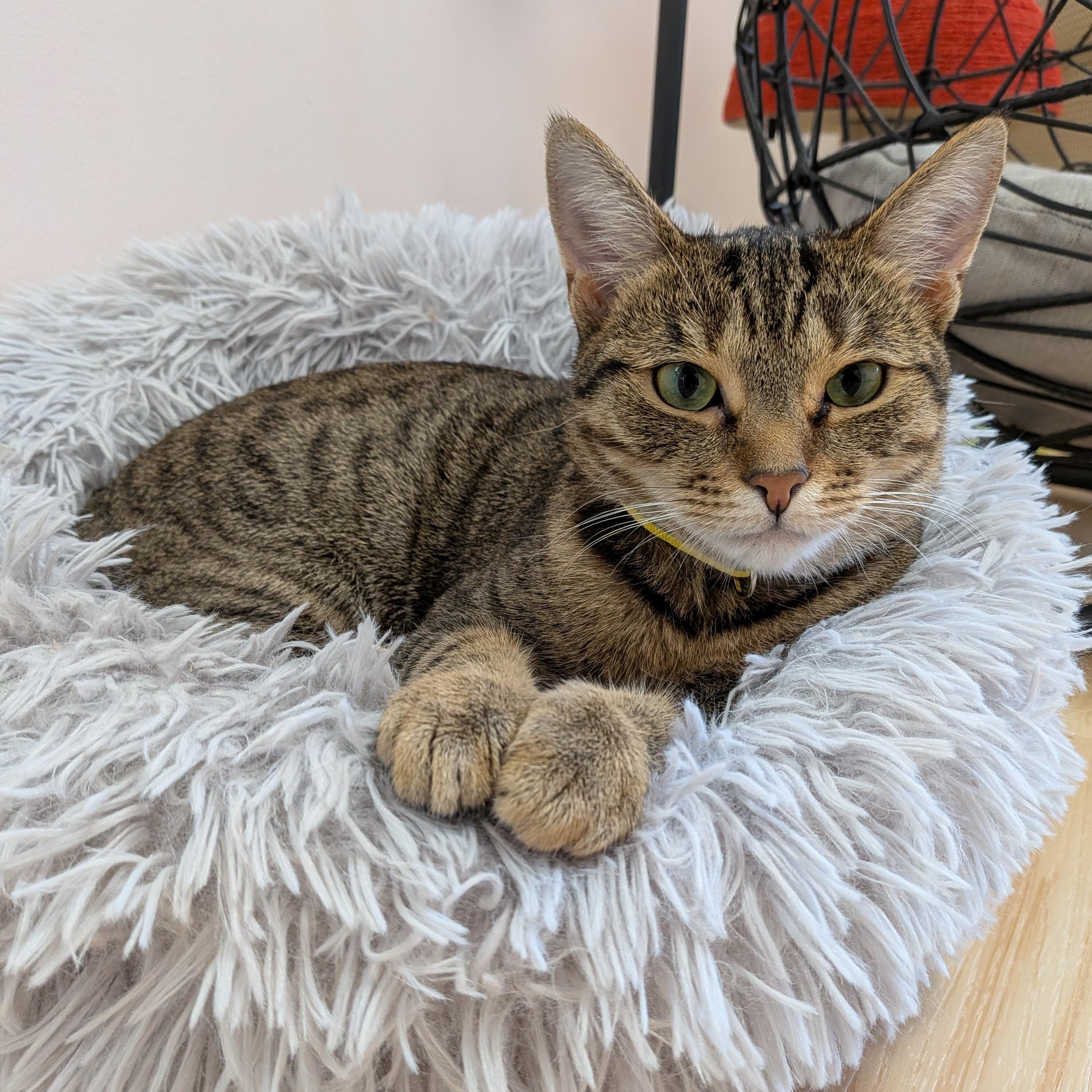 Zinnia, Adoptable, Young Female Tabby.