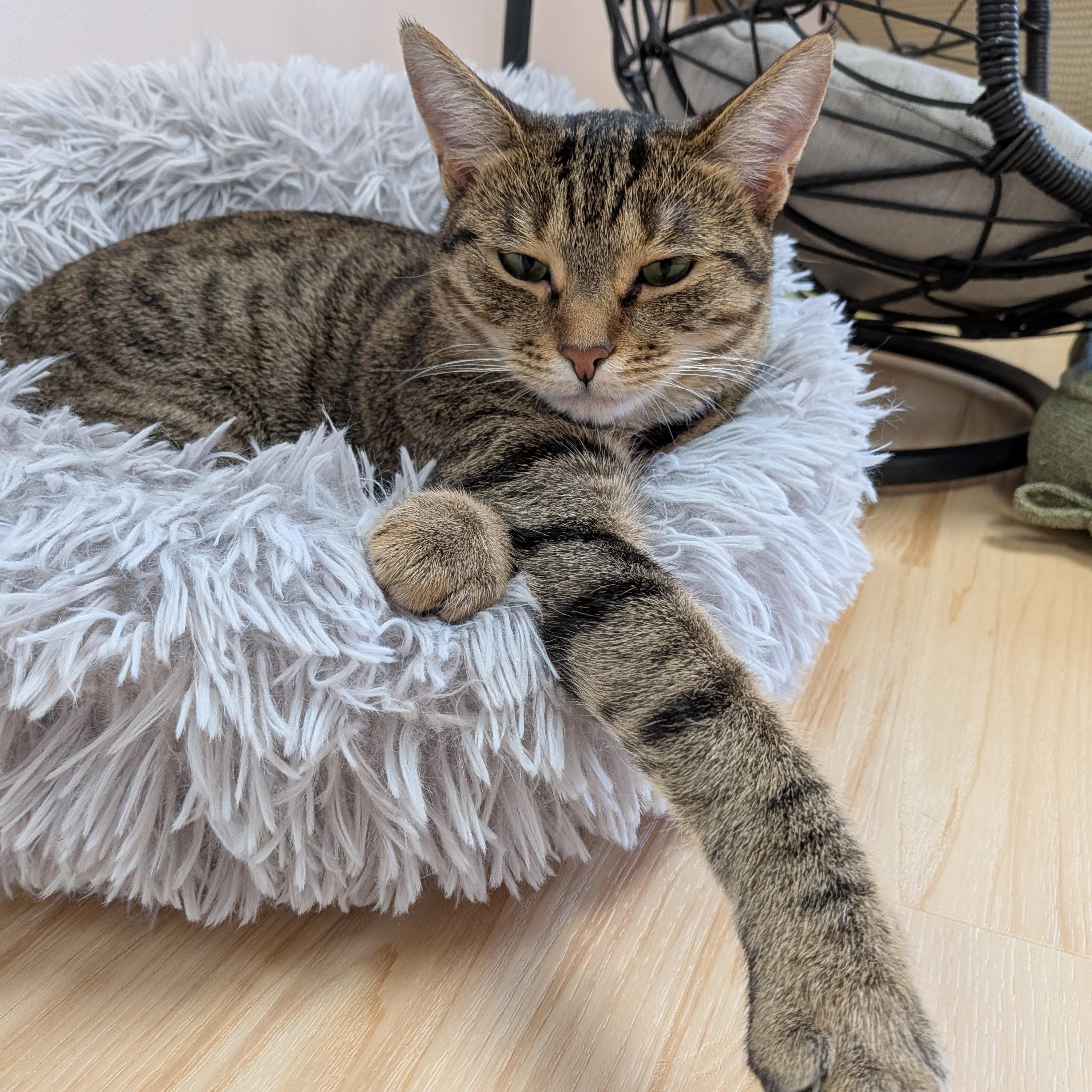 Enlarge Zinnia, a Adoptable Tabby in Montclair, NJ image 2/2