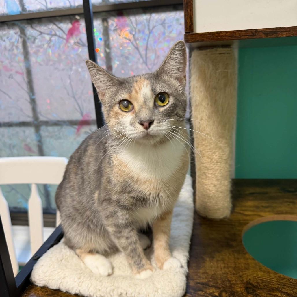 Diamond, Adoptable, Adult Female Domestic Short Hair.