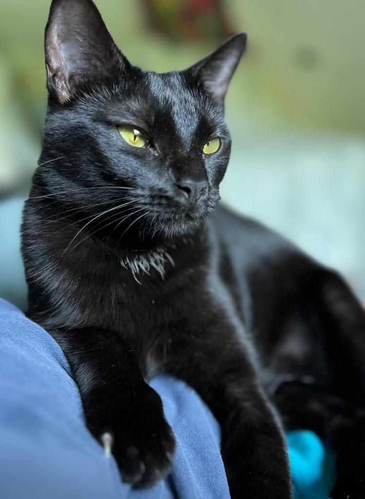 Akasha, Adoptable, Young Female Domestic Short Hair.