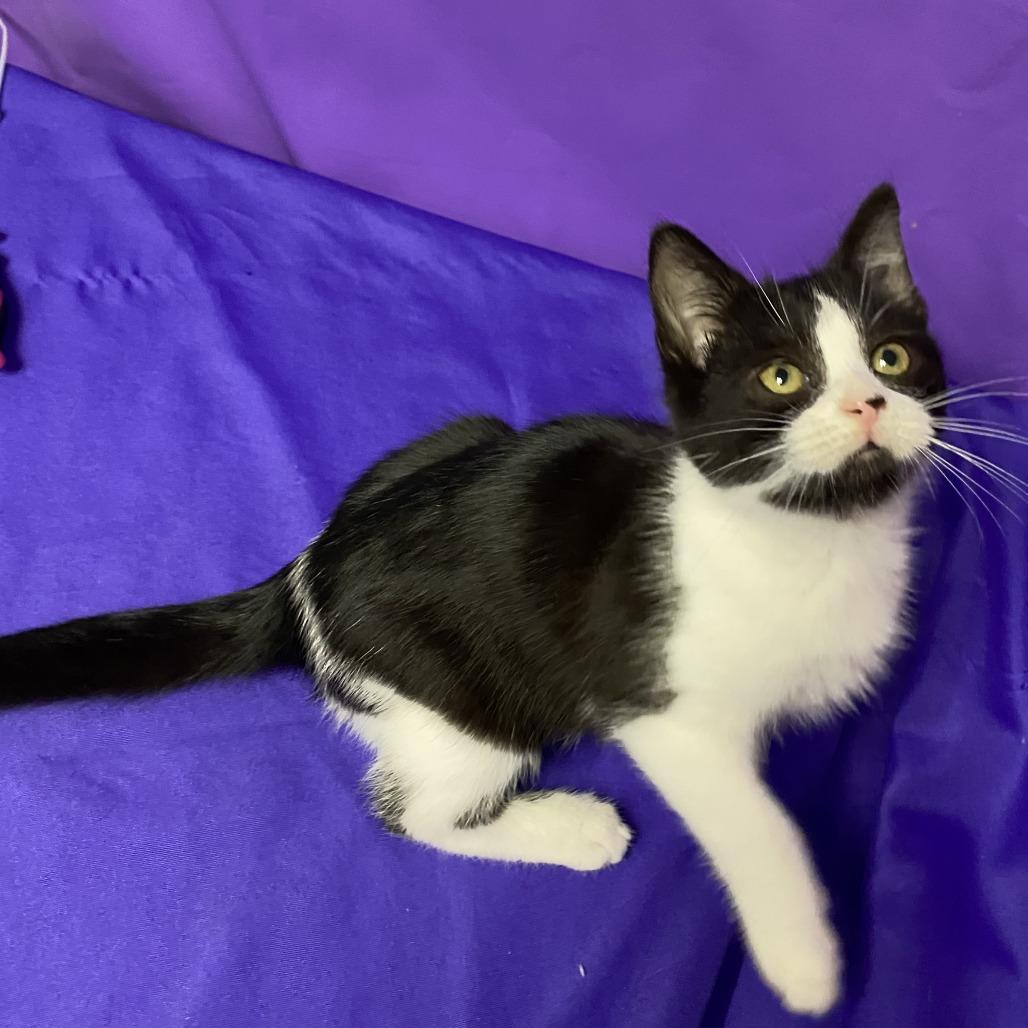 Veatrice, Adoptable, Kitten Female Domestic Short Hair.