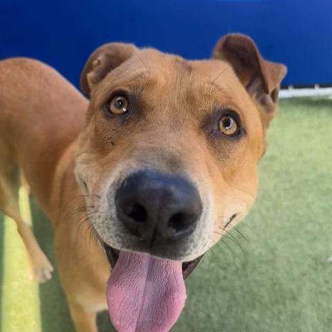Enlarge Hero, a Adoptable Pit Bull Terrier in Hawthorne, CA image 1/1