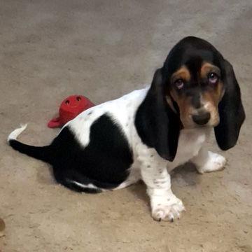 PETEY aka RUGER, Adopted, Puppy Male Basset Hound.