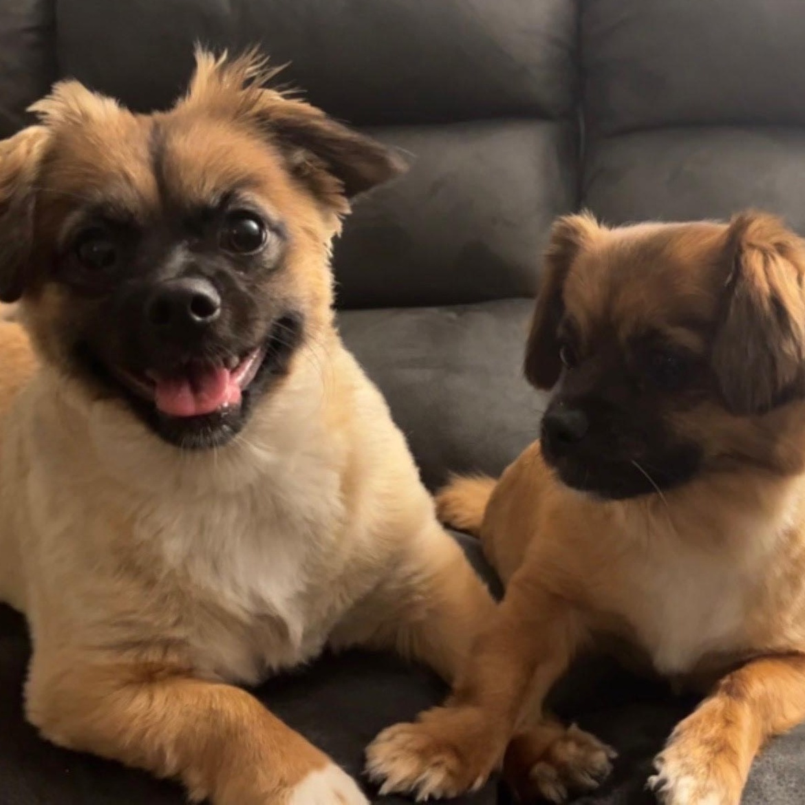 Max and Isabel, ADOPTABLE, Adult Male Pomeranian & Pekingese.