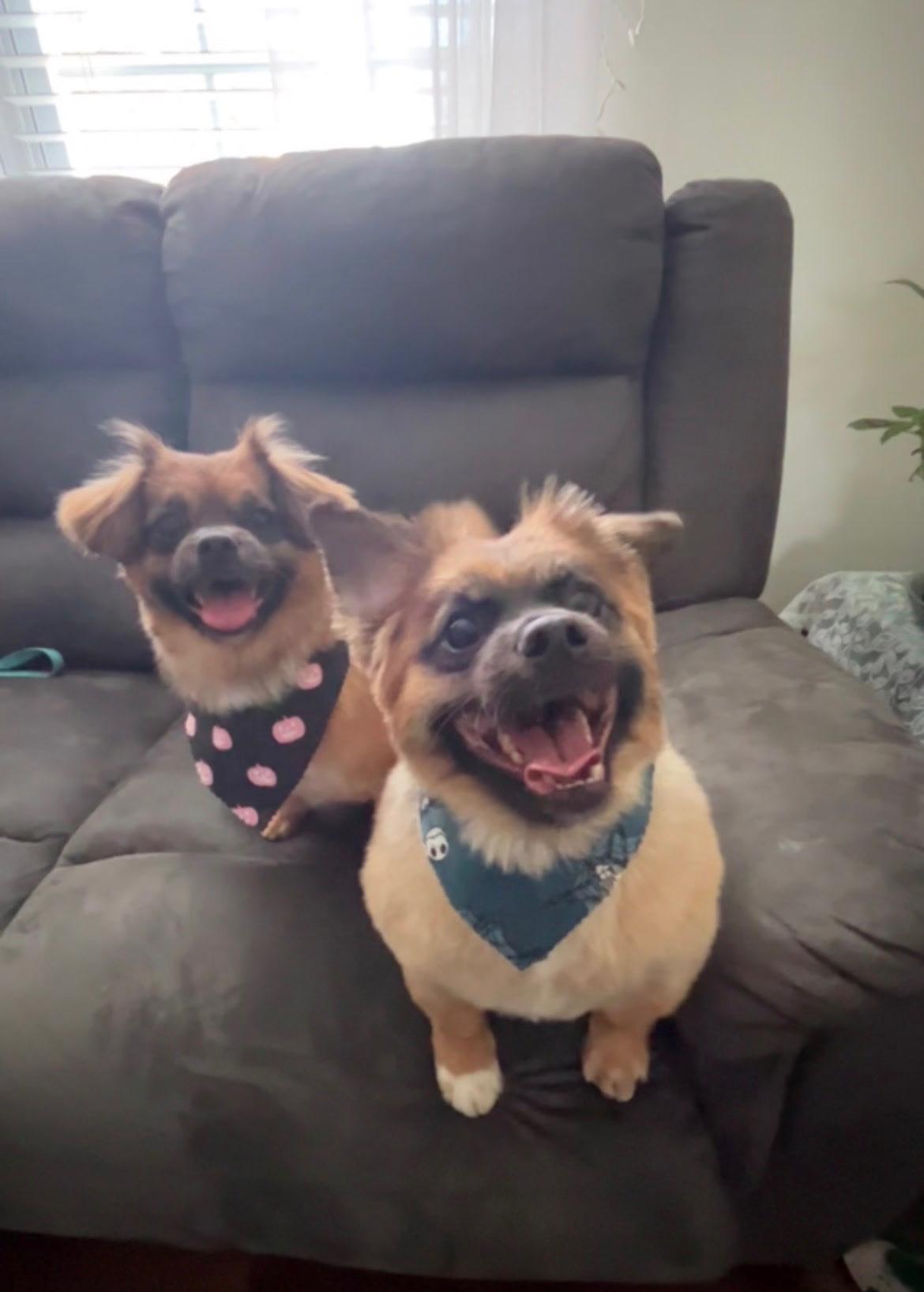 Max and Isabel, a ADOPTABLE mixed breed in Louisville, KY image 2/2