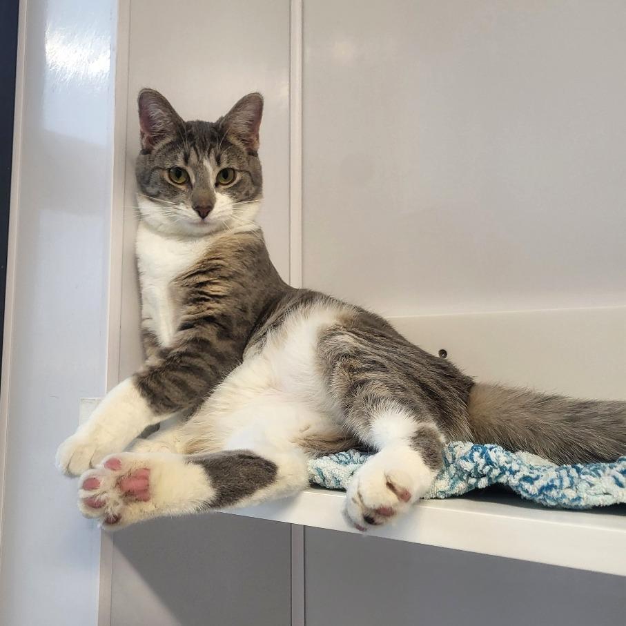 Tallahassee, Adoptable, Young Female Domestic Short Hair.