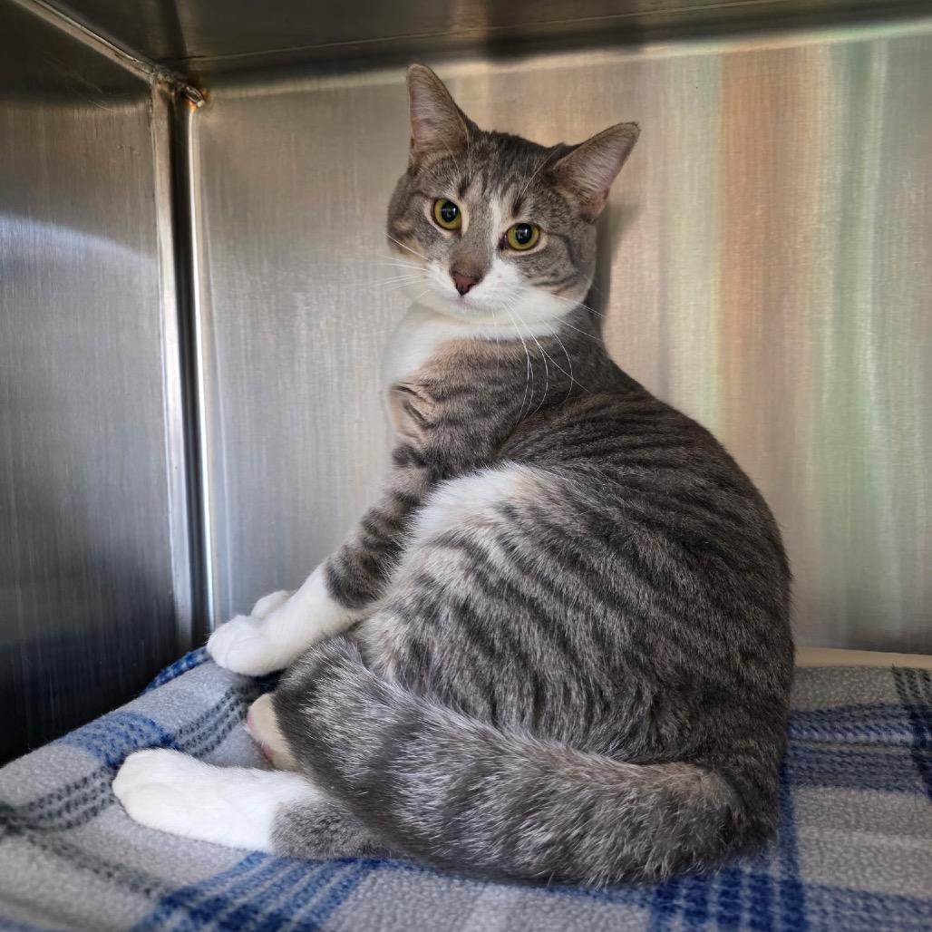 Enlarge Tallahassee, a Adoptable Domestic Short Hair in Fort Wayne, IN image 2/3