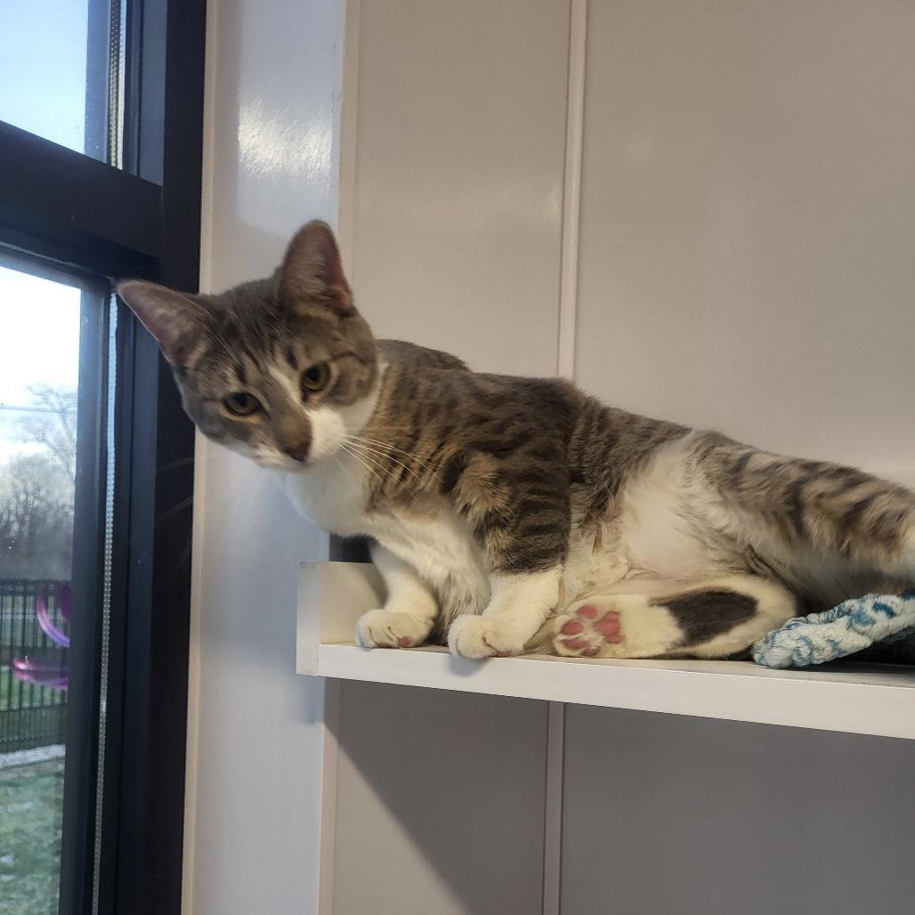 Enlarge Tallahassee, a Adoptable Domestic Short Hair in Fort Wayne, IN image 3/3