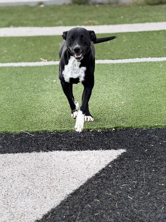 Luna, ADOPTABLE, Young Female Labrador Retriever.
