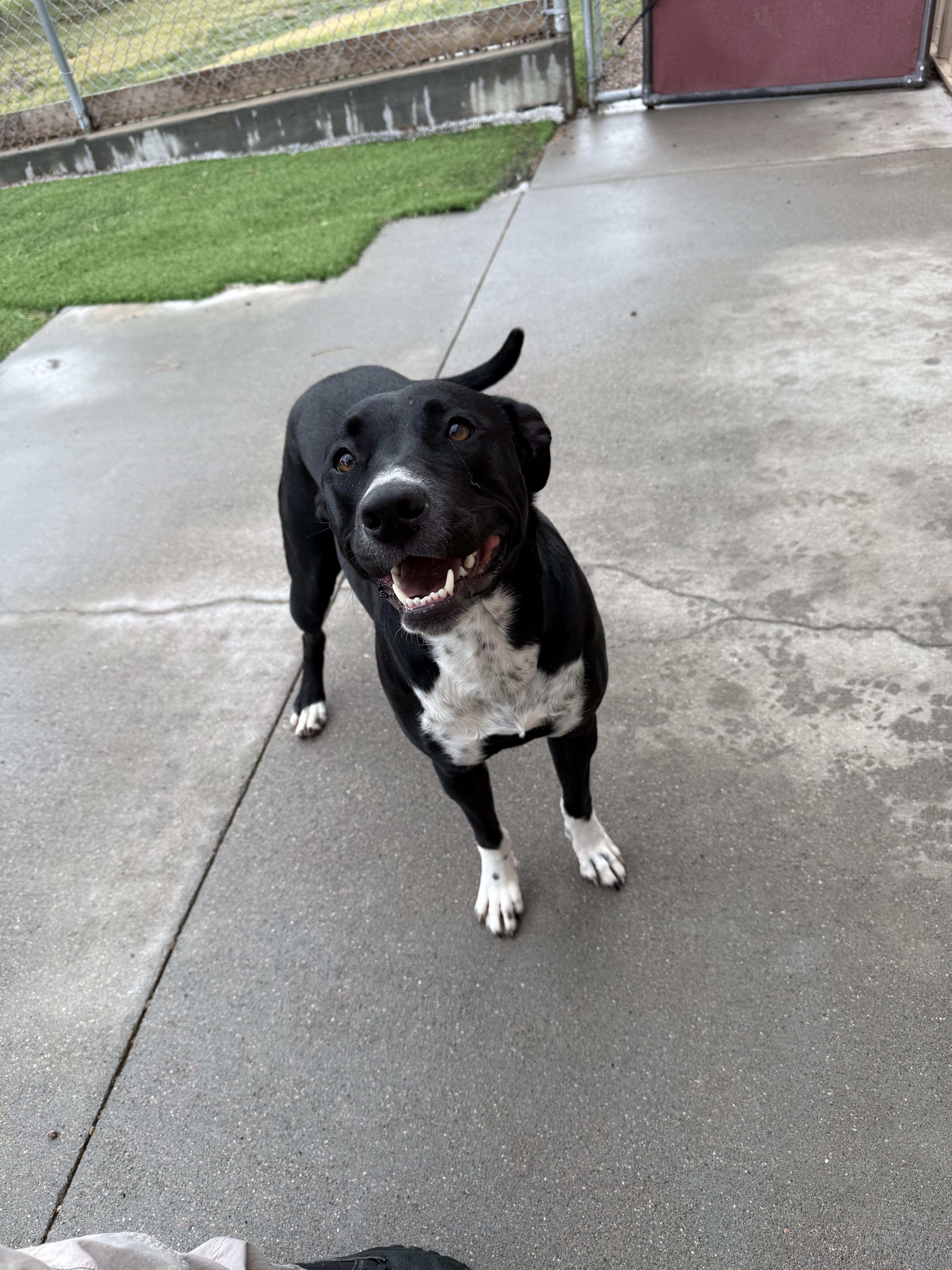 Luna, a ADOPTABLE mixed breed in Ulysses, KS image 3/3