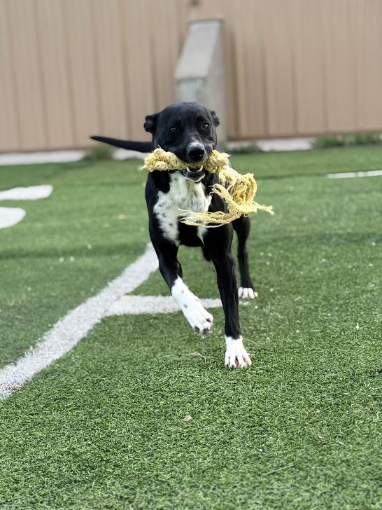 Luna, a ADOPTABLE mixed breed in Ulysses, KS image 2/3