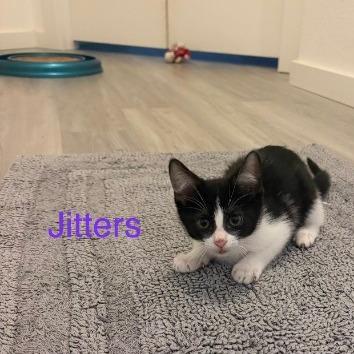 Jitters (purple), Adoptable, Kitten Female Domestic Short Hair.