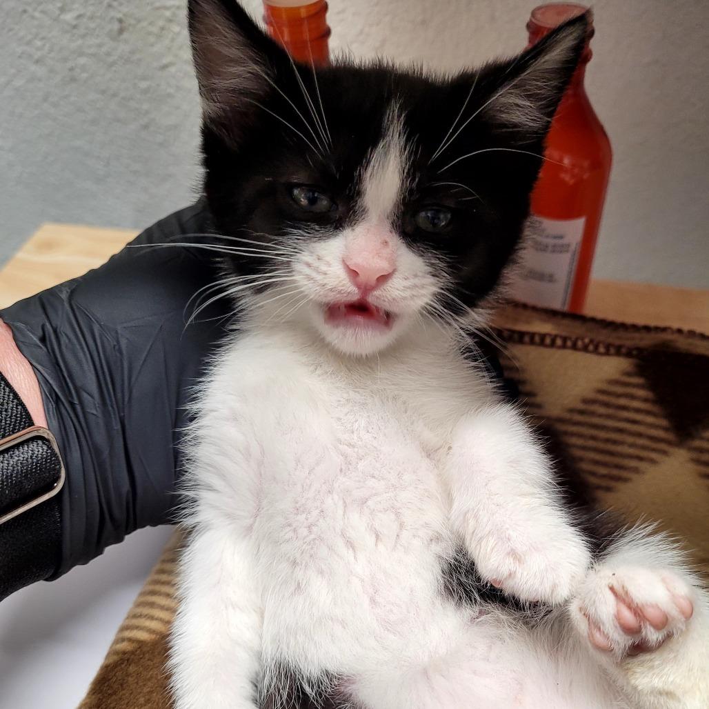 Jitters (purple), a Adoptable Domestic Short Hair in Allyn, WA image 2/2
