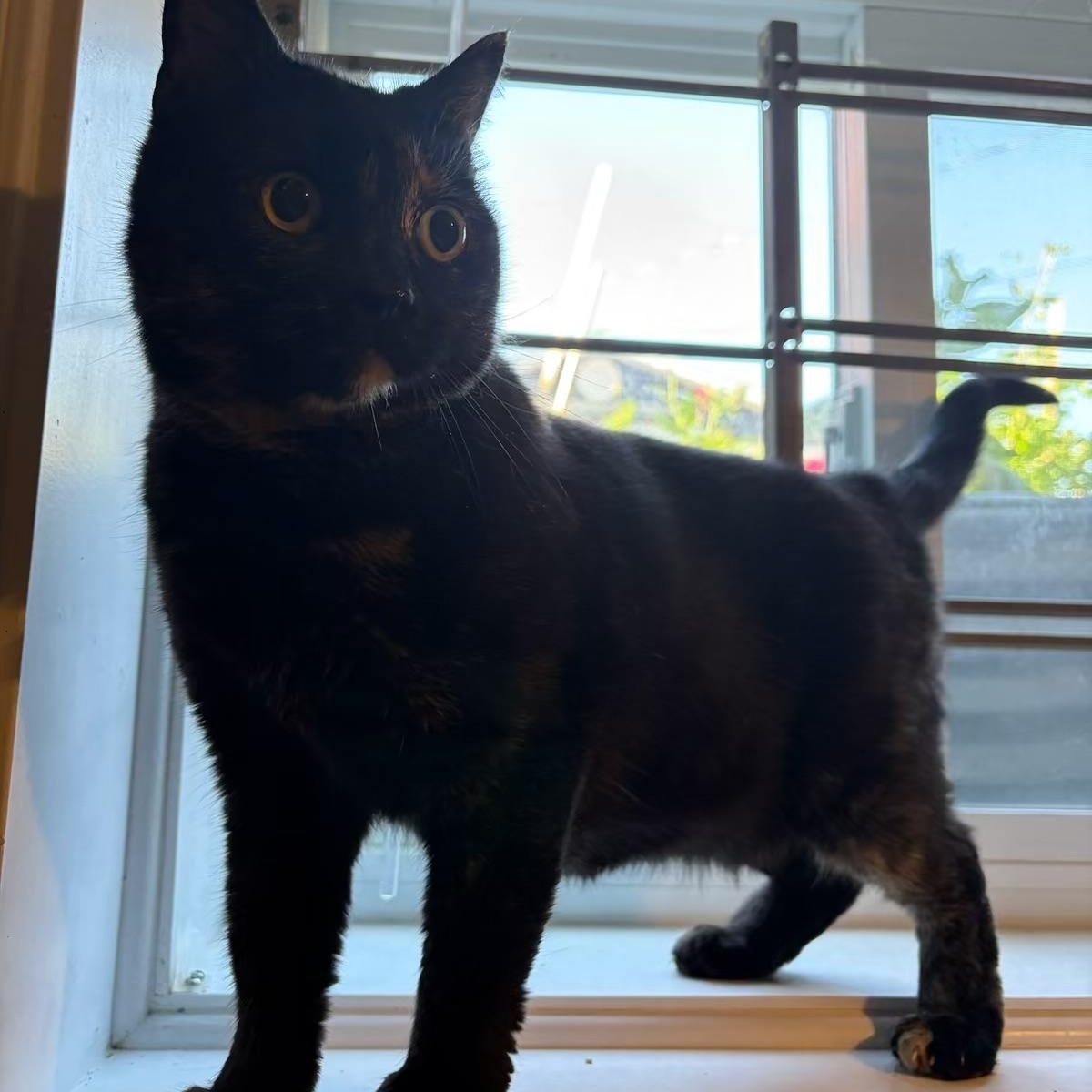 Flo, an adoptable Domestic Short Hair in Fredericton, NB, E3B 1K8 | Photo Image 2