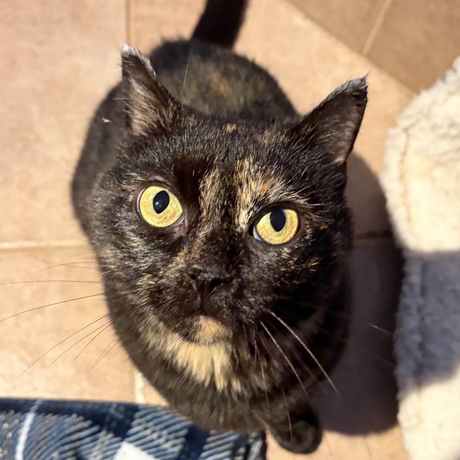 Flo, an adoptable Domestic Short Hair in Fredericton, NB, E3B 1K8 | Photo Image 3