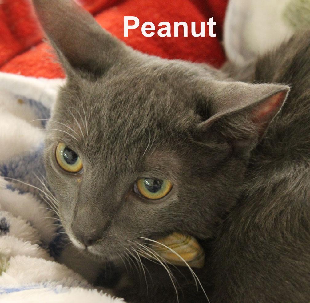 Peanut Stec. (fun-loving, adventure-seeking, male kitten & a good jumper), adopted, Kitten Male Domestic Short Hair.