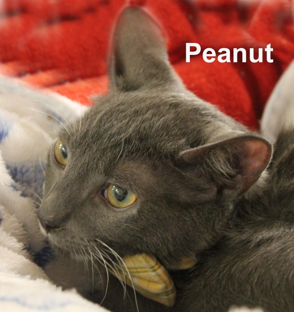 Peanut Stec. (fun-loving, adventure-seeking, male kitten & a good jumper), an adopted Domestic Short Hair in Stowe, PA image 3/3