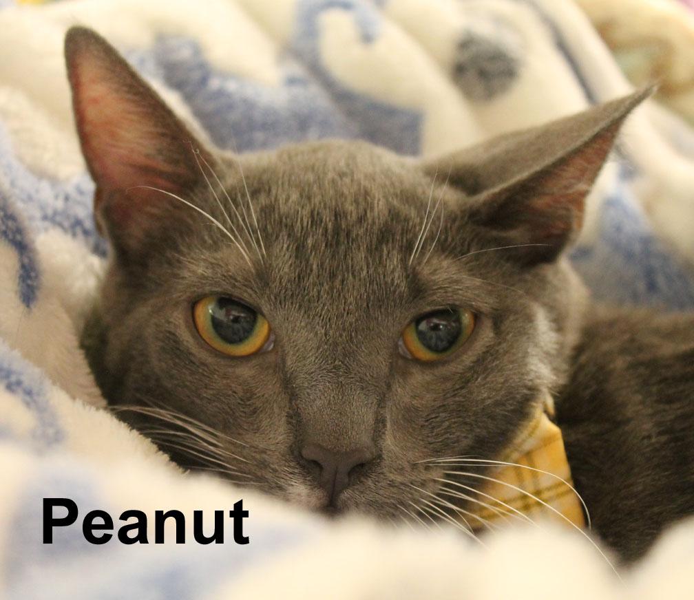 Peanut Stec. (fun-loving, adventure-seeking, male kitten & a good jumper), an adopted Domestic Short Hair in Stowe, PA image 2/3