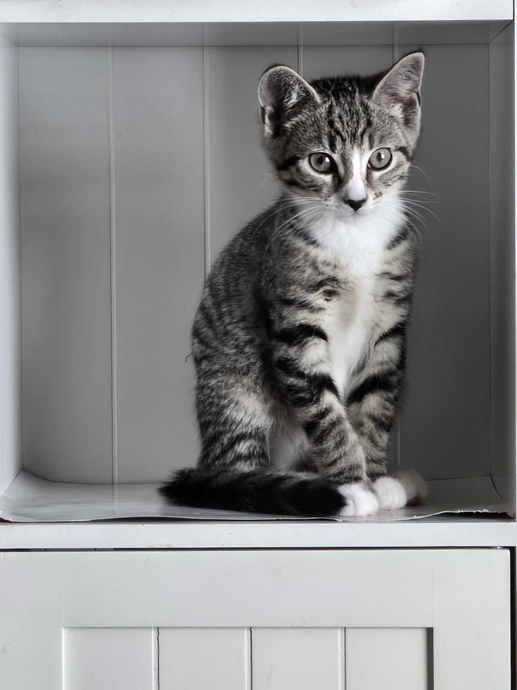 Enlarge Kitten: Abby *Featured at the Petco in Columbia, MD*, a Adoptable Domestic Short Hair in catonsville , MD image 2/3