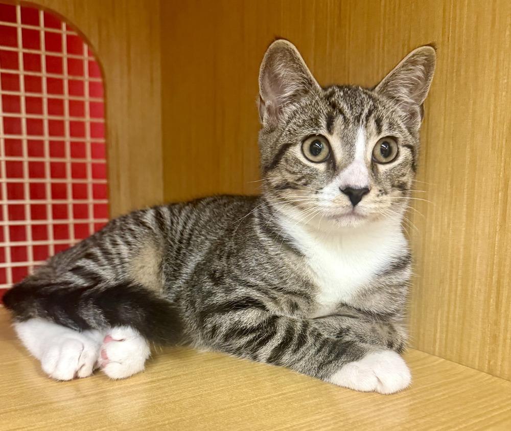 Enlarge Kitten: Abby *Featured at the Petco in Columbia, MD*, a Adoptable Domestic Short Hair in catonsville , MD image 3/3