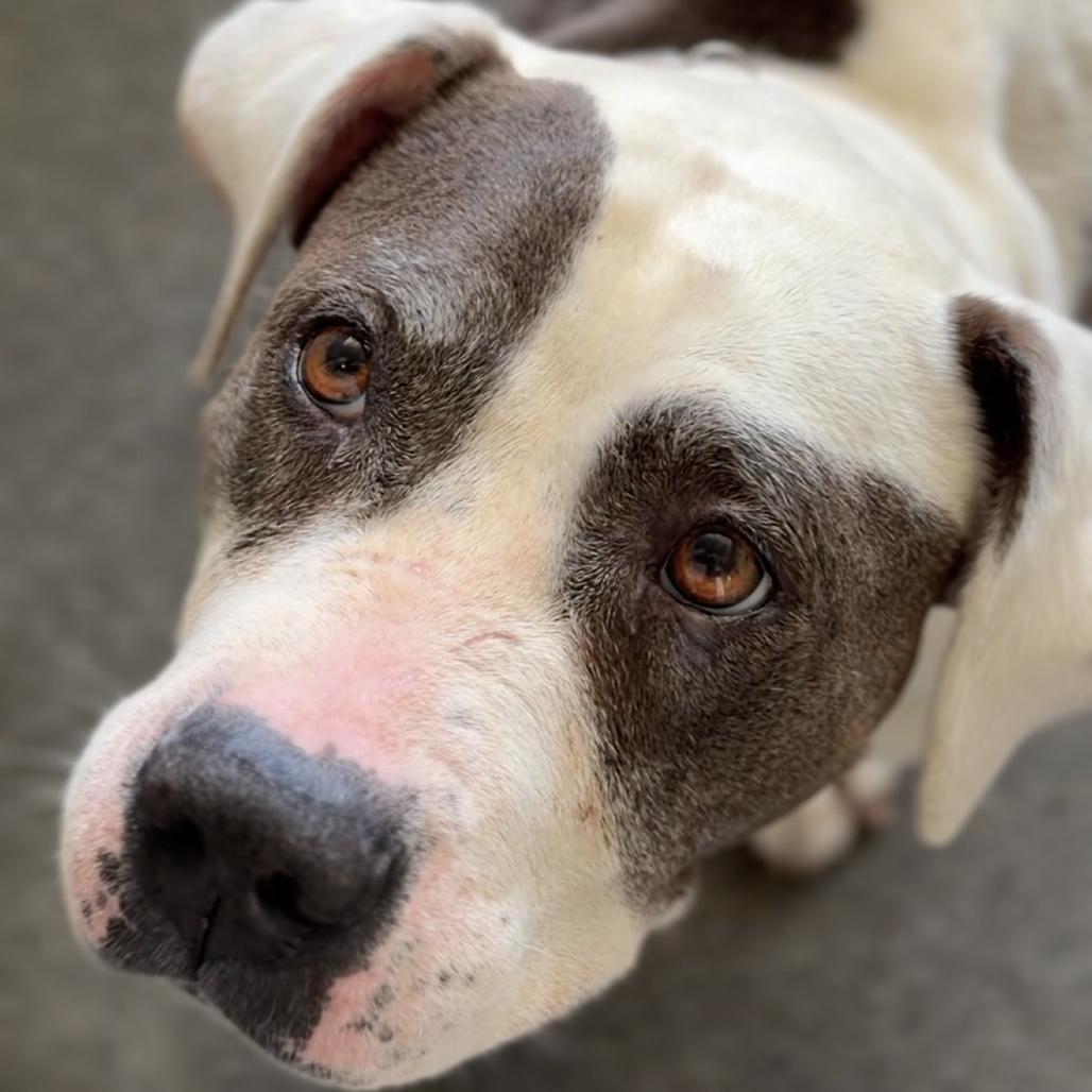 Lotus A5788384, Adoptable, Senior Female Pit Bull Terrier.